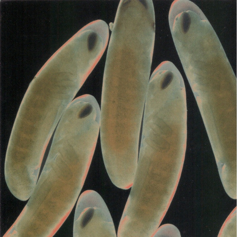 The Locust – Flight Of The Wounded Locust (CD, EP) (Very Good Plus (VG+))