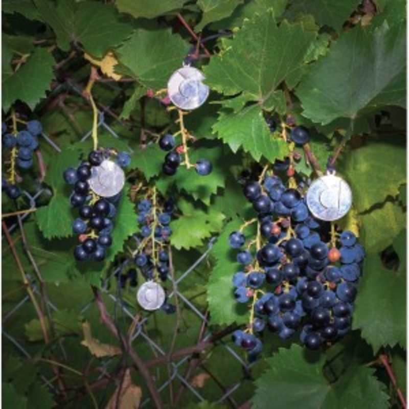 American Cream Band – Presents