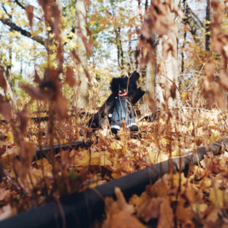 billy woods – GOLLIWOG