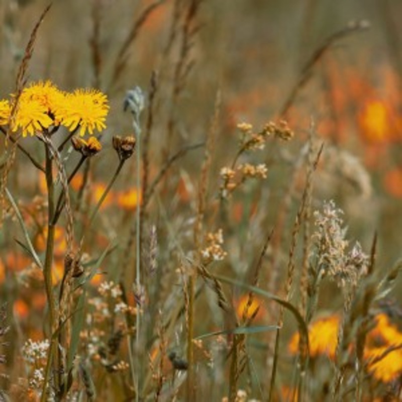 Zeitkratzer – Reinhold Friedl: Scarlatti