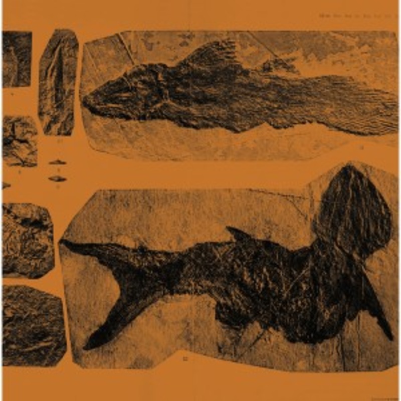 Annelies Monsere – Mares