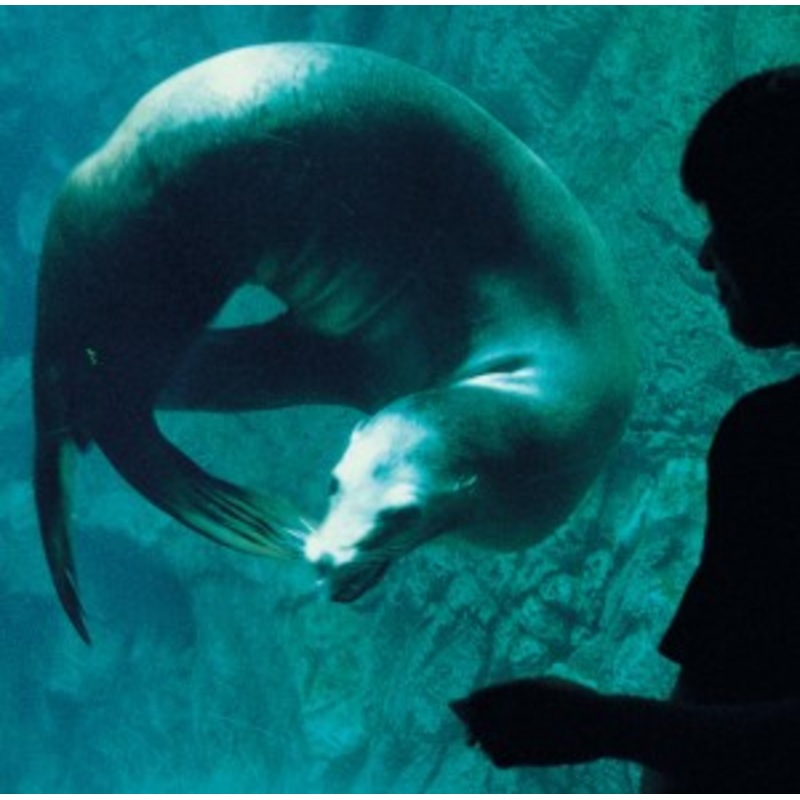 Rashinban – Eienno Uta + Adrenaline Drive