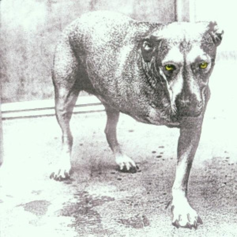 Alice In Chains – Alice In Chains